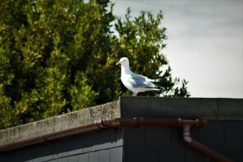 Flat Roofing Repairs